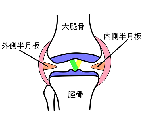 半月板